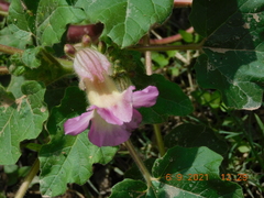 Proboscidea louisianica