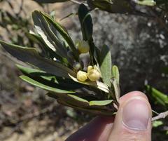 Anastrabe integerrima