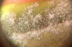 Anastrabe integerrima