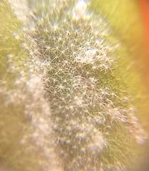 Anastrabe integerrima