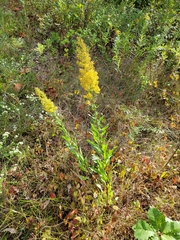 Solidago speciosa rigidiuscula