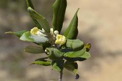 Anastrabe integerrima