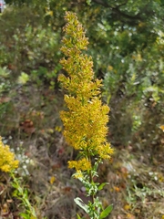 Solidago speciosa rigidiuscula