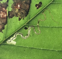 Stigmella lemniscella