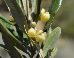 Anastrabe integerrima