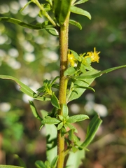 Solidago speciosa rigidiuscula
