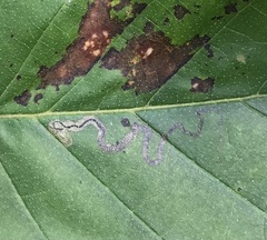 Stigmella lemniscella