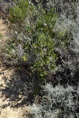 Anastrabe integerrima