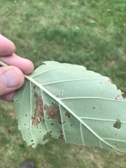 Stigmella lemniscella