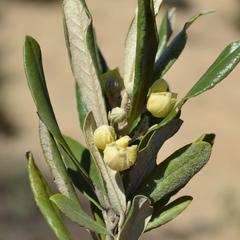 Anastrabe integerrima