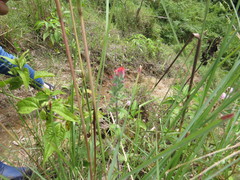 Castilleja fissifolia