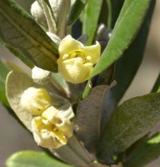 Anastrabe integerrima