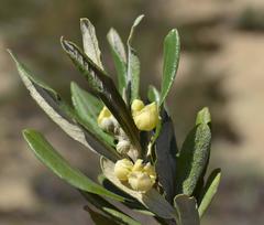 Anastrabe integerrima