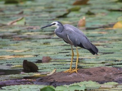 Egretta novaehollandiae