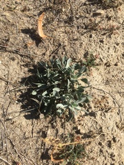 Asteraceae