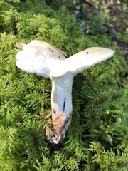 Albatrellus citrinus