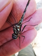 Macrothemis pseudimitans