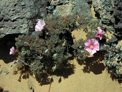 Monsonia multifida