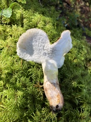 Albatrellus citrinus