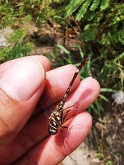 Macrothemis pseudimitans