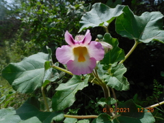 Proboscidea louisianica