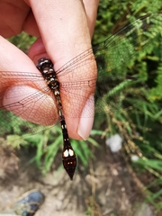Macrothemis pseudimitans