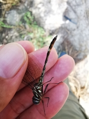 Macrothemis pseudimitans