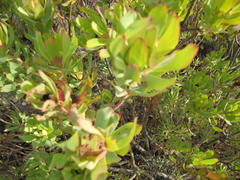Leucadendron barkerae