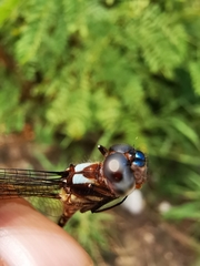 Macrothemis pseudimitans