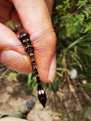 Macrothemis pseudimitans