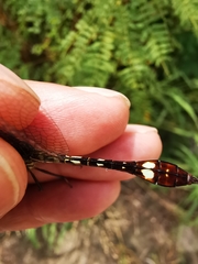 Macrothemis pseudimitans