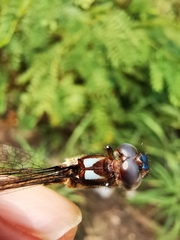 Macrothemis pseudimitans