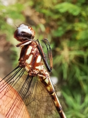 Macrothemis pseudimitans