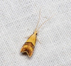 Crocanthes prasinopis