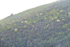 Leucadendron tradouwense