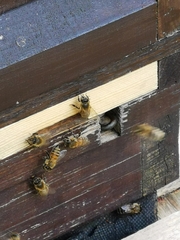 Apis mellifera