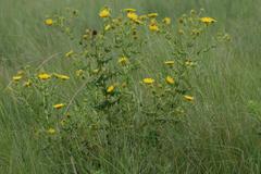Berkheya maritima