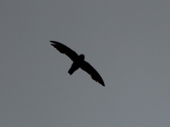 Aerodramus spodiopygius