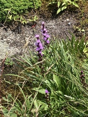 Liatris helleri