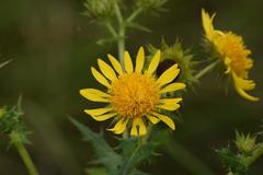 Berkheya maritima