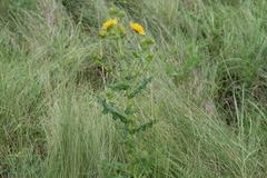 Berkheya maritima
