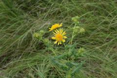Berkheya maritima