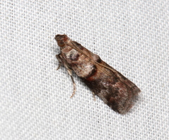 Conobathra hemichlaena