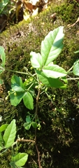 Allophylus guaraniticus