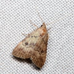 Tolpiodes oligolasia