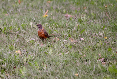 Turdus migratorius