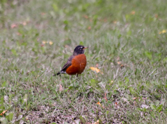 Turdus migratorius