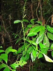 Philodendron fragrantissimum