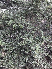 Ceanothus thyrsiflorus griseus