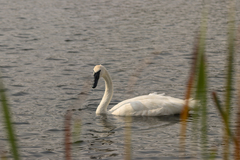 Cygnus buccinator